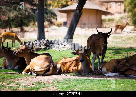 Kühe ruhen im Schatten des Zoos Stockfoto