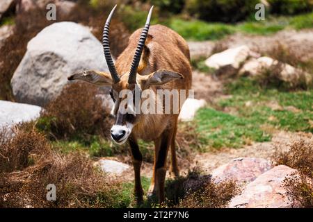 roan Antilope im Felsenfeld, Porträt Stockfoto