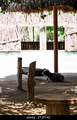 Die Kuh ruht im Schatten des Zoos, san diego Safari Park Stockfoto