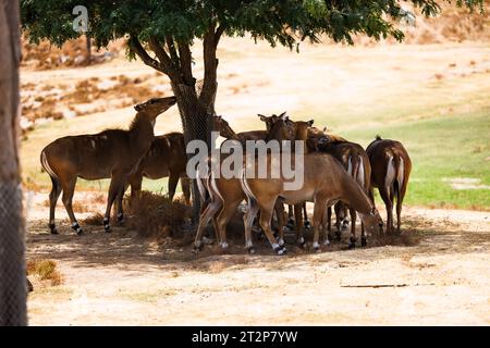afrikanisches Hirsch versteckt sich im Schatten eines Baumes Stockfoto