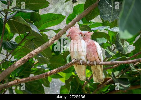 Ein paartes Paar Major Mitchell oder Pink Cockatoos steht auf einem Bein eines großen, belaubten Baumes zusammen mit dem Weibchen, das den großen männlichen Vogel vorräumt. Stockfoto