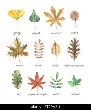Set aus verschiedenen Blättern von Bäumen. Gängige Blattformen und -Formen. Eiche, Ahorn, Ginkgo trockene Blätter. Aquarellabbildung Stockfoto