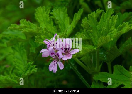 Sydney Australien, violette Blüten von pelargonium graveolens oder Rosen duftende Geranie im Garten Stockfoto