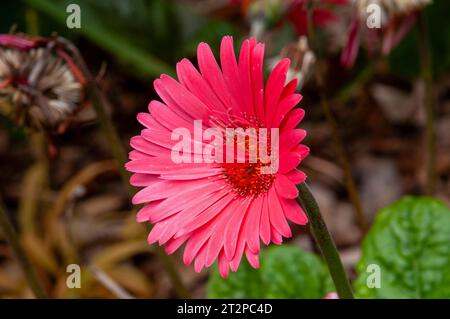 Sydney Australien, leuchtend rosa Blumen der Gerbera Pflanze im Garten Stockfoto