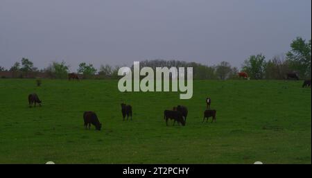 Viehzuchtbetrieb im Süden von Iowa mit Rindern, die an einem düsteren, regnerischen Frühlingstag weiden. Stockfoto