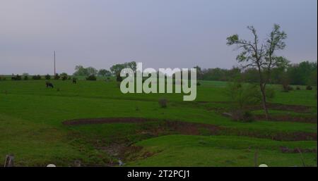 Friedliche Hirtenszene mit Rindern, die an einem düsteren, regnerischen Frühlingstag im Süden von Iowa weiden. Stockfoto