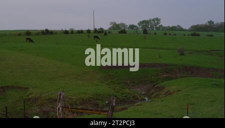 Rinder weiden in einem üppigen grünen Feld an einem regnerischen Frühlingstag im Süden von Iowa. Stockfoto