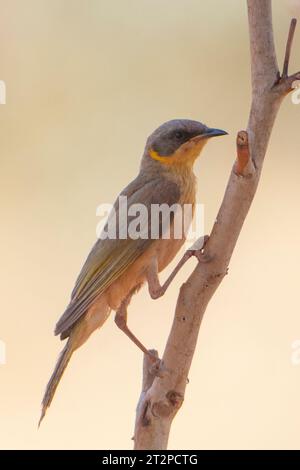 Vertikales Porträt eines grauköpfigen Honeyeaters (Lichenostomus keartland) auf einem Zweig im Karijini-Nationalpark, Western Australia, Australien Stockfoto