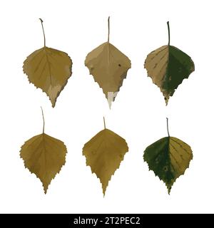 Einstellen. Ein trockenes Blatt. Birkenblatt. Herbst verlässt Vektor Stock Vektor