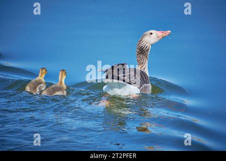 Anser Anser mit Küken auf dem See im Donaudelta Stockfoto