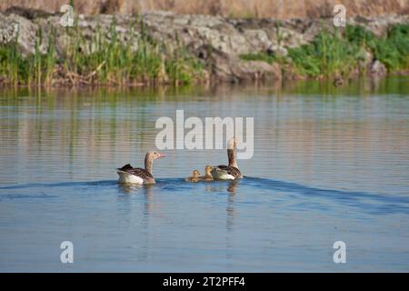 Anser Anser mit Küken auf dem See im Donaudelta Stockfoto