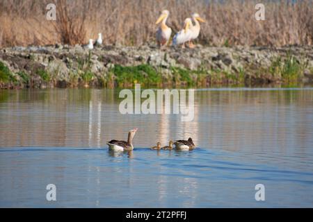 Anser Anser mit Küken auf dem See im Donaudelta Stockfoto