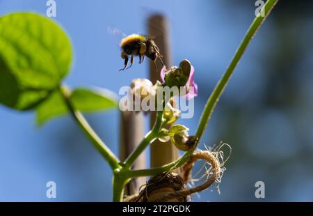 Die Biene landet auf einer Zuckererbsenpflanze im Garten Stockfoto