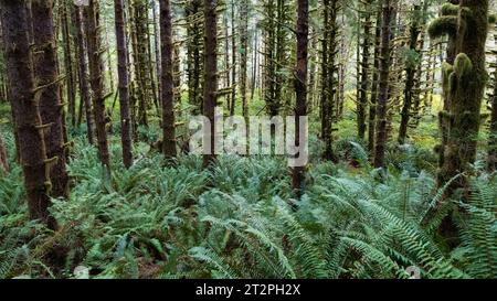 Das ist mein Lieblingswald auf Vancouver Island. Stockfoto