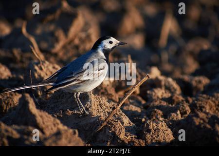 Motacilla alba sucht durch Pflügen nach Nahrung Stockfoto