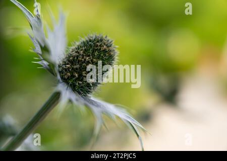 Makrodetail einer Miss Wilmots Geisterblume (Eryngium giganteum) Stockfoto