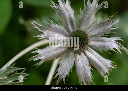 Makrodetail einer Miss Wilmots Geisterblume (Eryngium giganteum) Stockfoto