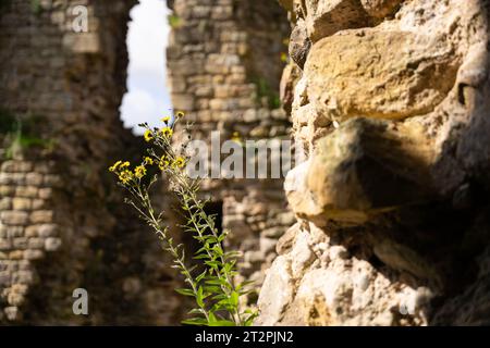 Ein Blick auf die Ruinen von Thirlwall Castle auf dem Hadrian's Wall Path in der Nähe von Greenhead, Northumberland, Großbritannien Stockfoto