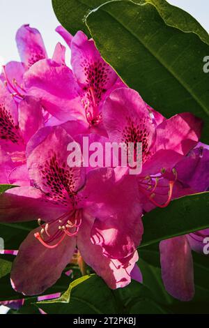 Rosa Rhododendronblüten im Sommersonnenlicht Stockfoto