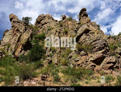 Rocky Mountain Big Horn Schafe klettern auf Felsen an steilen Klippen im waterton Canyon in littleton, colorado Stockfoto