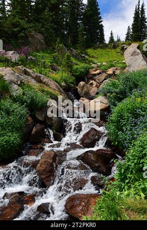 Hübsche Wildblumen neben einem Bach entlang des Weges hinauf zum Lake isabelle in indian Peaks Wildness Area, nahe brainard Lake, colorado Stockfoto