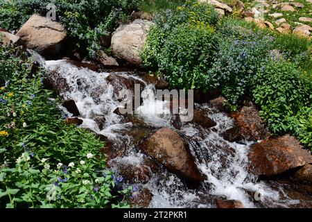 Hübsche Wildblumen neben einem Bach entlang des Weges hinauf zum Lake isabelle in indian Peaks Wildness Area, nahe brainard Lake, colorado Stockfoto