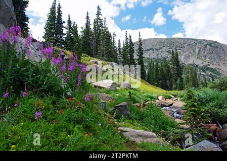 Hübsche feuerweed-Wildblumen neben einem Wasserfall entlang des Weges hinauf zum Lake isabelle in der Wildnis indian Peaks, in der Nähe des brainard Lake, colorado Stockfoto