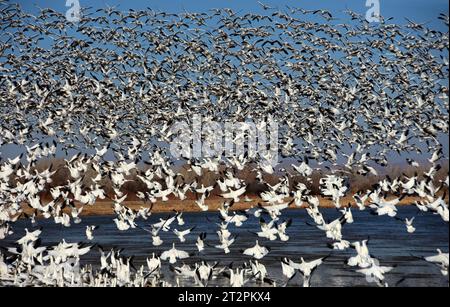 Hunderte von Schneegänsen fliegen im Winter über das Wasser im Naturschutzgebiet bosque del apache in der Nähe von socorro, New mexico Stockfoto