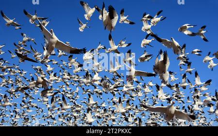 Nahaufnahme einer riesigen Schar weißer Schneegänse im Flug an einem sonnigen Wintertag im Naturschutzgebiet bosque del apache in der Nähe von socorro, New mexico Stockfoto