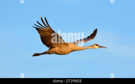 Nahaufnahme eines einzelnen Sandhügelkrans im Flug über seinem Winterhabitat im bernardo State Wildlife Refuge in der Nähe von socorro, New mexico Stockfoto