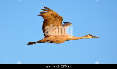 Nahaufnahme eines einzelnen Sandhügelkrans im Flug über seinem Winterhabitat im bernardo State Wildlife Refuge in der Nähe von socorro, New mexico Stockfoto