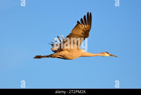 Nahaufnahme eines einzelnen Sandhügelkrans im Flug über seinem Winterhabitat im bernardo State Wildlife Refuge in der Nähe von socorro, New mexico Stockfoto