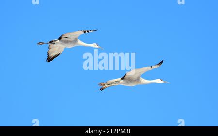 Zwei Sandhügelkraniche fliegen an einem sonnigen Tag in ihrem Winterhabitat der Maisfelder des bernardo State Wildlife Refuge in der Nähe von socorro. New mexico Stockfoto