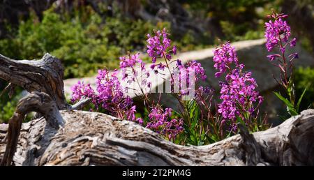 Hübsche feuerweed-Wildblumen gegen einen Baumstamm und Granitfelsen, entlang des Wanderweges zum Blue Lake, in der indian Peaks Wildnis Area, colorado Stockfoto