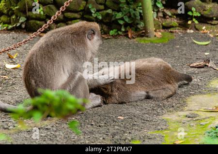 Affen im Affenwald in Ubud, Bali Stockfoto