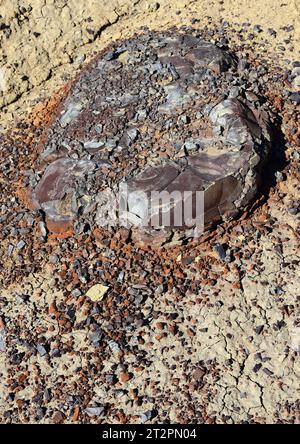 Die farbenfrohen Überreste einer versteinerten in der alamo-Waschanlage der Bisti Badlands an einem sonnigen Wintertag in der Nähe von farmington, New mexico Stockfoto