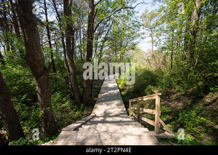 Waldweg in der Nähe von Ventspils Beach, Ventspils, Lettland Stockfoto