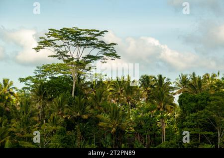 Landschaft des grünen Regenwaldes an einem bewölkten Tag in Bali, Indonesien Stockfoto
