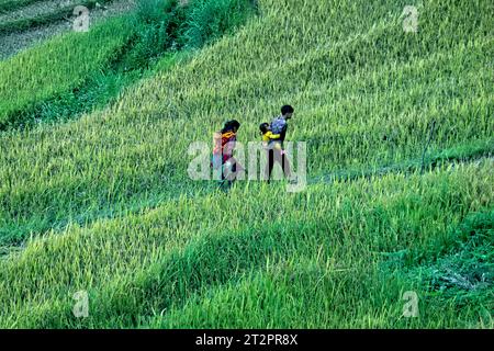 Flower Hmong Familie auf den Reisterrassen von Mu Cang Chai, Yen Bai, Vietnam Stockfoto