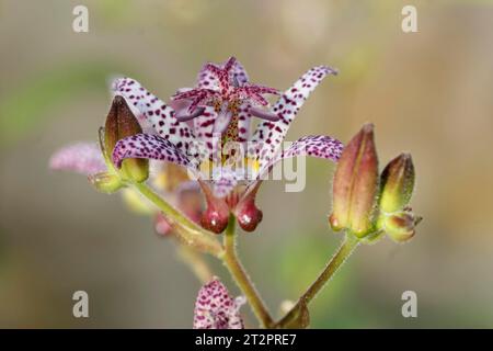 Natürliche Nahaufnahme der farbenfrohen japanischen Kröte oder haarigen Krötenlilie, Tricyrtis hirta im Garten Stockfoto