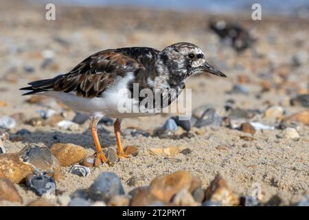 Turnstone, Ruddy Turnstone, Arenaria Interpres, erwachsener Vogel, der sich in das Sommergefieder an einem Kieselstrand im Norfolk April verwandelt Stockfoto