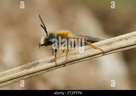 Natürliche Nahaufnahme des pelzigen und orangefarbenen Männchens der Tawny-Bergbaubiene Andrena fulva Stockfoto