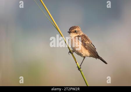 Der sibirische Steinechat oder asiatischer Steinechat ist eine kürzlich validierte Art aus der Familie der Fliegenfänger der Alten Welt. Stockfoto