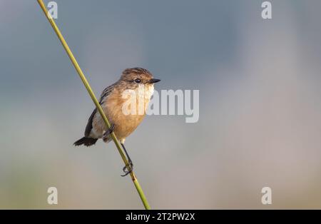 Der sibirische Steinechat oder asiatischer Steinechat ist eine kürzlich validierte Art aus der Familie der Fliegenfänger der Alten Welt. Stockfoto