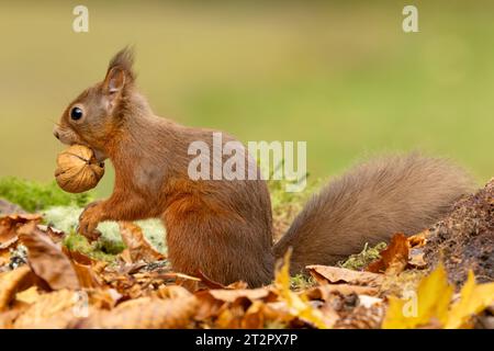 Rotes Eichhörnchen, wissenschaftlicher Name, Sciurus vulgaris, süßes rotes Eichhörnchen mit tuftigen Ohren, isst im Herbst einen Nuss, wachsam und nach links gerichtet. Kinloch Rannoch Stockfoto