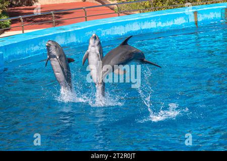 Eine Gruppe von Großen Delfinen, die Akrobatiksprünge machen. Die Tiere zeigen ihre Präsentation in blauem Wasser im Aquarium. Show von schönen Sprüngen in einem Pool Stockfoto