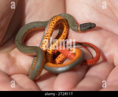 Juvenile pazifische Ringhalsschlange. Lake Chabot Regional Park, Alameda County, Kalifornien. Stockfoto