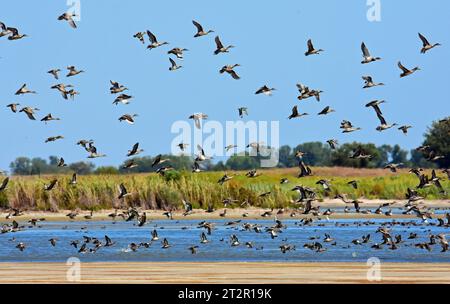 northern pintail Enten fliegen am sonnigen Tag über kleine salzwiesen im quivira National Wildlife Refuge in der Nähe von stafford im Süden von kansas Stockfoto