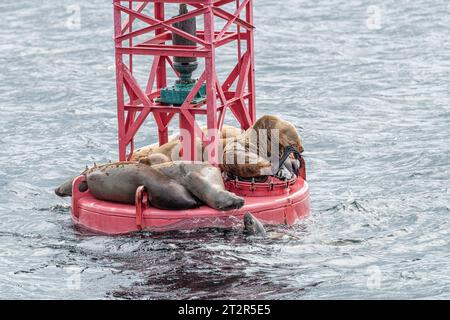 Steller Seelöwen ruhen sich aus und rufen auf einer Schiffsanlegestelle in Sitka, Alaska, USA Stockfoto