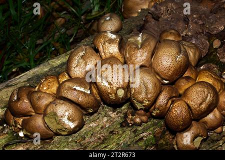 Apioperdon pyriforme ist ein Pilz, der auf verfallenden Baumstämmen von Laub- und Nadelholz vorkommt. Sie kommt überall auf der Welt vor. Stockfoto